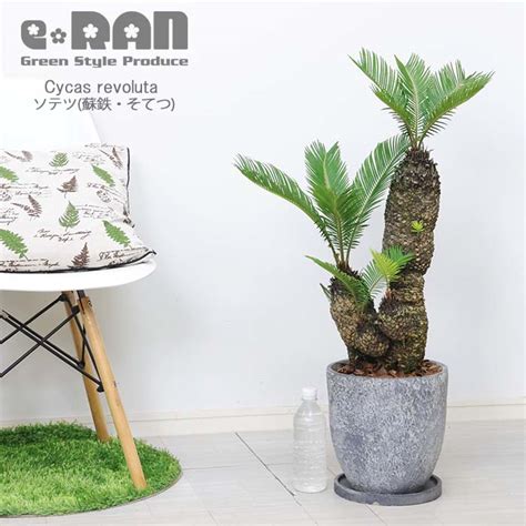 鉄樹|【観葉植物】ソテツ(蘇鉄)の育て方｜株分けの方法や 